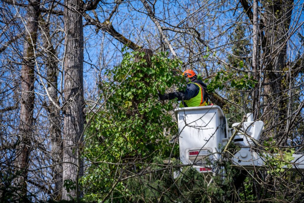 When Should a Tree Be Removed from My Property