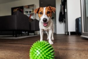 Happy Jack Russell Terrier playing green spiky ball on wooden floor background inside residential room apartments